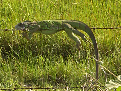 an iguana in 
swamp in venezuela